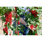 Red Currant shrub (Ribes rubrum) DUSHECHKA®