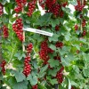Ríbezľa červená stromček (Ribes rubrum) DUŠEČKA®