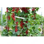 Ríbezľa červená  krík (Ribes rubrum) DUŠEČKA®