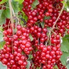 Ríbezľa červená krík (Ribes rubrum) JONKHEER VAN TETS