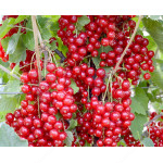 Red Currant JONKHEER VAN TETS (shrub)