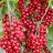 Currants