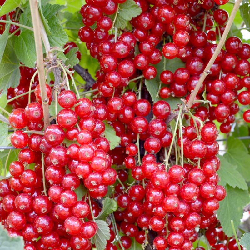 Ríbezľa červená krík (Ribes rubrum) JONKHEER VAN TETS