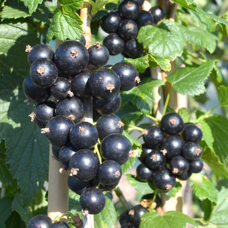 Black Currant shrub (Ribes nigrum) JUBILEJNAJA KOPANIJA