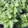 Black Currant shrub (Ribes nigrum) JUBILEJNAJA KOPANIJA