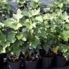Black Currant shrub (Ribes nigrum) JUBILEJNAJA KOPANIJA