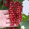 Ríbezľa červená krík (Ribes rubrum) OSIPOVSKAJA
