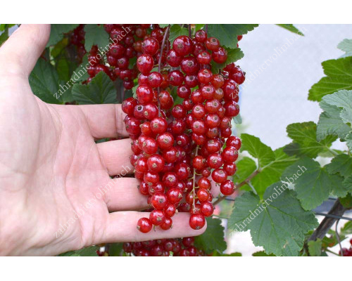 Red Currant  OSIPOVSKAYA (shrub)