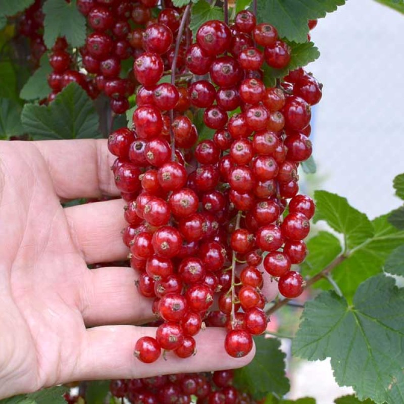 Ríbezľa červená krík (Ribes rubrum) OSIPOVSKAJA