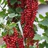 Ríbezľa červená krík (Ribes rubrum) OSIPOVSKAJA