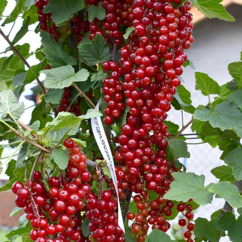 Ríbezľa červená stromček (Ribes rubrum) OSIPOVSKAJA