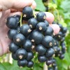 Black Currant (Ribes nigrum) SELECHANSKAYA 2