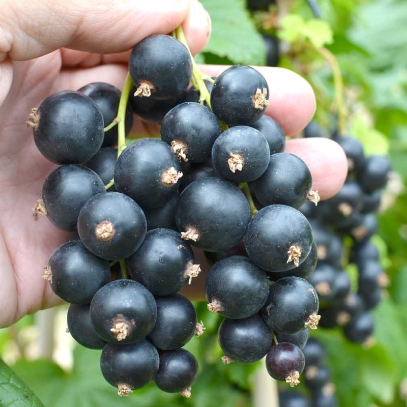 Black Currant (Ribes nigrum) SELECHANSKAYA 2
