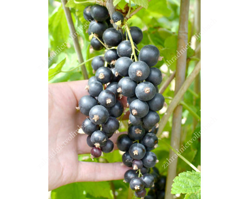 Ríbezľa čierna (Ribes nigrum) SOFIEVSKAJA