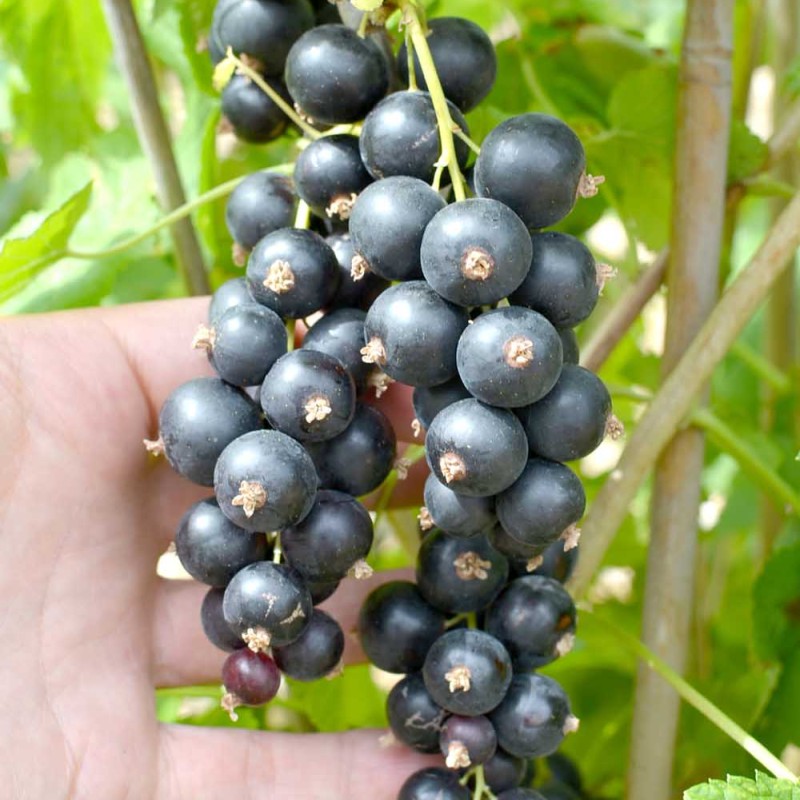 Black Currant shrub (Ribes nigrum) SOFIEVSKAYA