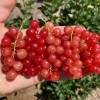 Ríbezľa červená krík (Ribes rubrum) ST. MICHAELS®