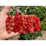 Rote Johannisbeere Strauch (Ribes rubrum) ST.  MICHAELS®