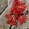 Ríbezľa červená krík (Ribes rubrum) ST. MICHAELS®
