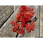 Rote Johannisbeere Strauch (Ribes rubrum) ST.  MICHAELS®