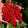 Ríbezľa červená krík (Ribes rubrum) ST. MICHAELS®