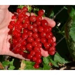 Rote Johannisbeere (Ribes rubrum) SVJATOMICHAJLIVSKA®