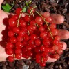 Ríbezľa červená krík (Ribes rubrum) ST. MICHAELS®
