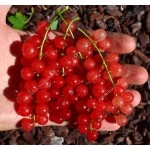 Red Currant (Ribes rubrum) SVYATOMYKHAILIVSKA®
