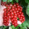 Ríbezľa červená krík (Ribes rubrum) ST. MICHAELS®