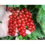 Rote Johannisbeere (Ribes rubrum) SVJATOMICHAJLIVSKA®