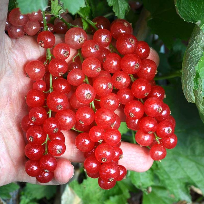 Ríbezľa červená krík (Ribes rubrum) ST. MICHAELS®