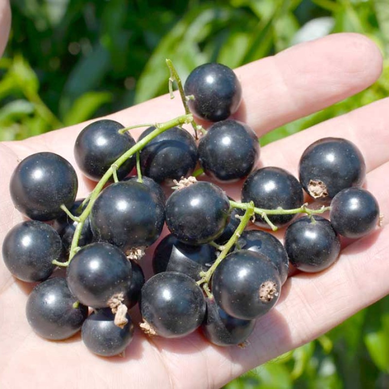 Black Currant shrub (Ribes nigrum) TITANIA