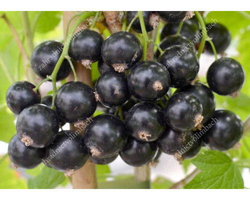 Black Currant TRITON (shrub)