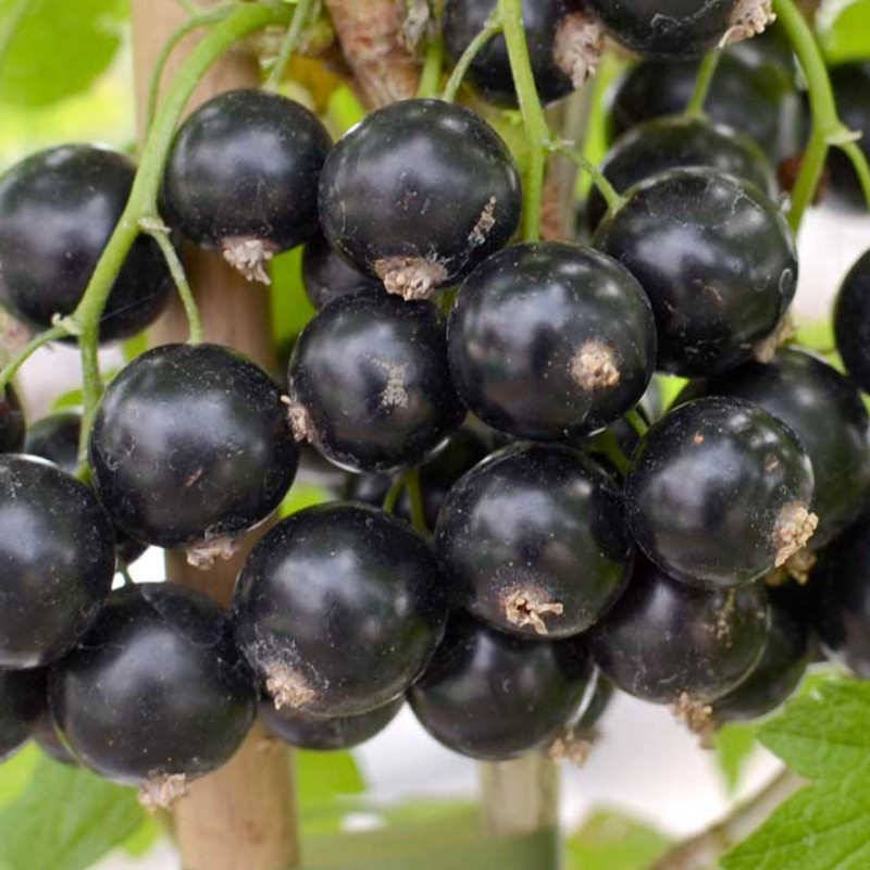 Black Currant (Ribes nigrum) TRITON