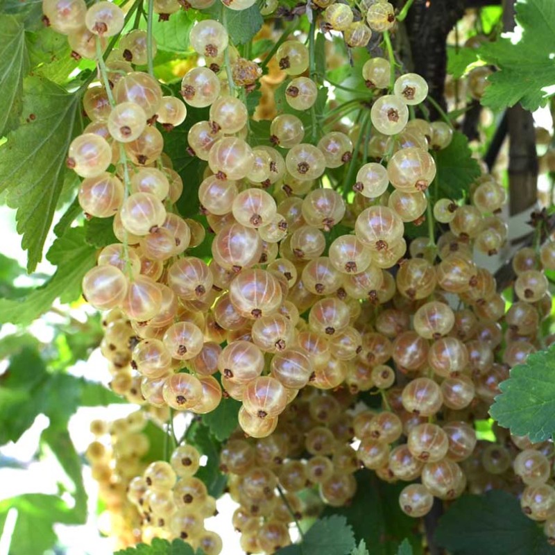 Ríbezľa biela (Ribes sativa) WEISSE AUS JÜTERBOG