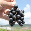 Black Currant  (Ribes nigrum) ZHEMTSCHUZHINA