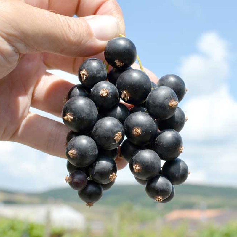 Black Currant  (Ribes nigrum) ZHEMTSCHUZHINA