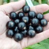 Black Currant  (Ribes nigrum) ZHEMTSCHUZHINA