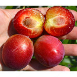 Apricot x Cherry APRIKYRA