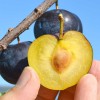 Japonská slivka (Prunus salicina) BLACK AMBER