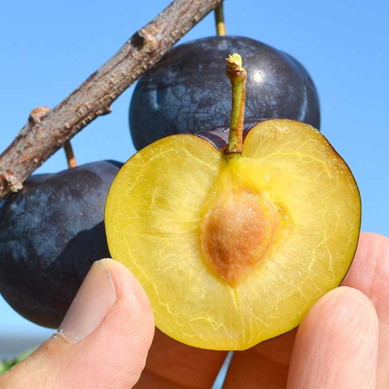 Japonská slivka (Prunus salicina) BLACK AMBER