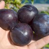 Japonská slivka (Prunus salicina) BLACK AMBER