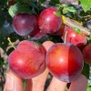 Čerešňo-slivkový hybrid Cherry Plum BRAVE HEART®