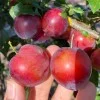 Cherry Plum Interspecific Hybrid BRAVE HEART®