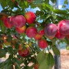 Čerešňo-slivkový hybrid Cherry Plum BRAVE HEART®