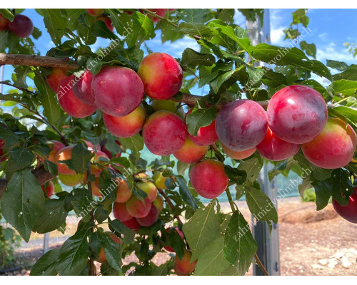 Čerešňo-slivkový hybrid Cherry Plum BRAVE HEART®