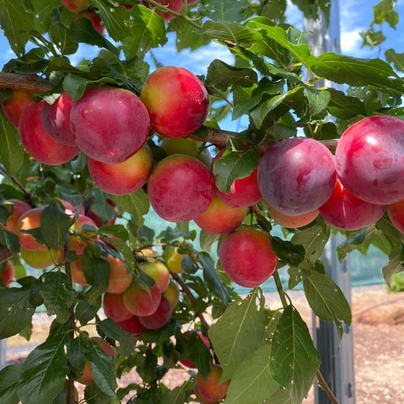 Čerešňo-slivkový hybrid Cherry Plum BRAVE HEART®