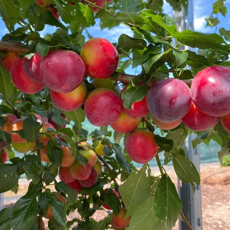 Cherry Plum Interspecific Hybrid BRAVE HEART®