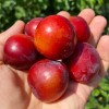 Čerešňo-slivkový hybrid Cherry Plum BRAVE HEART®