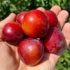 Cherry Plum Interspecific Hybrid BRAVE HEART®