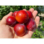 Cherry Plum Interspecific Hybrid BRAVE HEART®